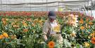 En huelga más de 500 trabajadores de la empresa floricultora Benilda, S.A.C.I.