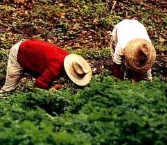 El proyecto de Ley de Restitución de Tierras a las Víctimas del Desplazamiento Forzado no cumple los parámetros internacionales de Derechos Humanos