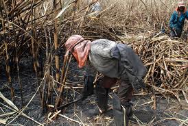 Ingenios azucareros continúan violentando los derechos de los corteros de la caña en el Valle del Cauca.