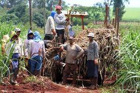 Triunfo de los trabajadores corteros de caña y del movimiento obrero en el Valle del Cauca y Colombia