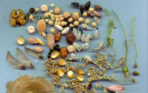 Perspectivas y acciones para la defensa de las semillas, hacia la soberanía alimentaria
