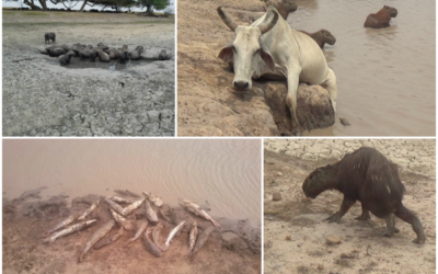 Activistas denucian al Estado colombiano por desastre ambiental del Casanare