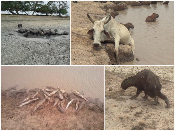 “Pobre Casanare: Tan lejos del agua y tan cerca del petróleo”