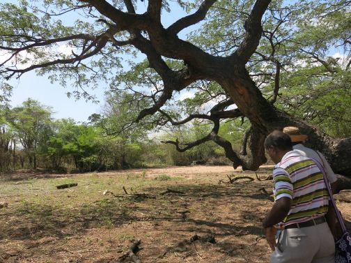 Reflexión sobre el Tribunal de Opinión: agresión minera en la Guajira