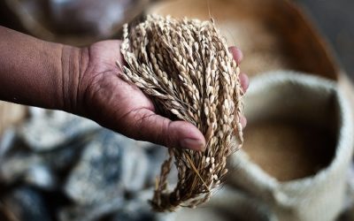 16 de Octubre- Día de Acción Global por la Soberanía Alimentaria en contra las corporaciones transnacionales