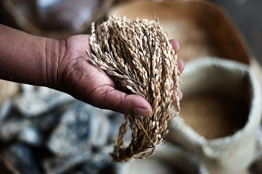 16 de Octubre- Día de Acción Global por la Soberanía Alimentaria en contra las corporaciones transnacionales