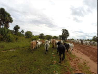 El proceso de restitución de tierras defrauda a las comunidades expulsadas de sus hogares