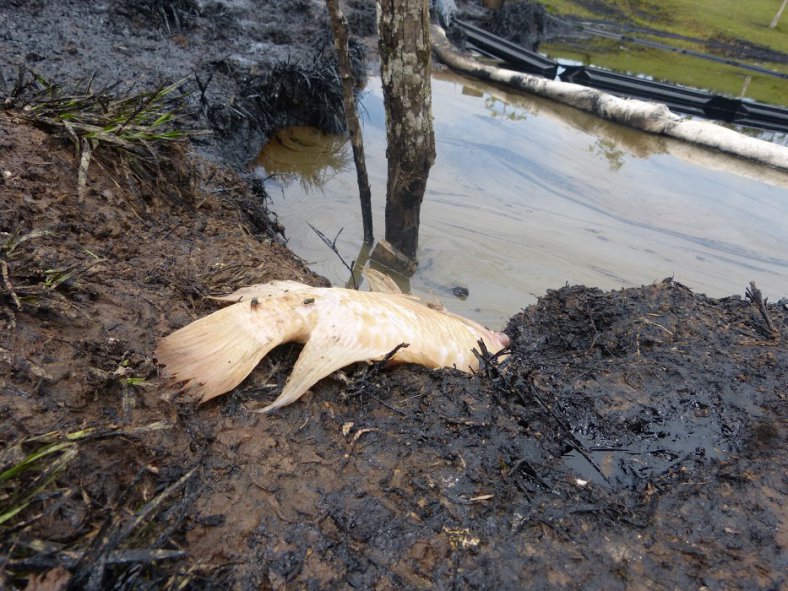 Contaminación por derrame en la vereda Buenos Aires, Puerto Vega-Teteyé, Putumayo