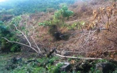 Ríos Vivos Antioquia denuncia tala  de más de 4.000 hectáreas de bosque en el cañón del río Cauca