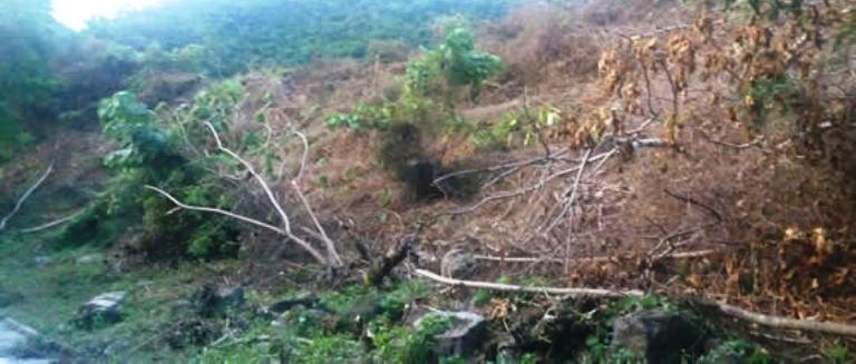 Ríos Vivos Antioquia denuncia tala  de más de 4.000 hectáreas de bosque en el cañón del río Cauca