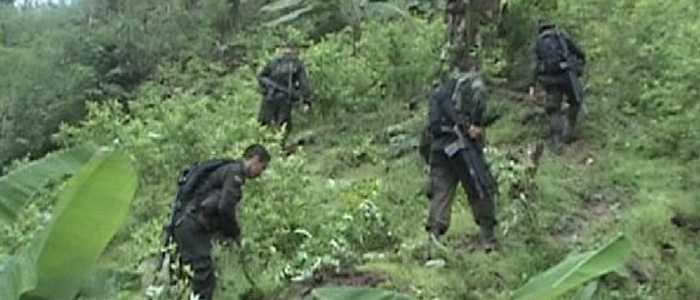 Denuncia pública: erradicación forzada y violenta de cultivos de coca en Cumbitara – COCCAM