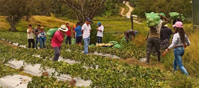 Informe del Secretario General: Misión de Verificación de las Naciones Unidas en Colombia