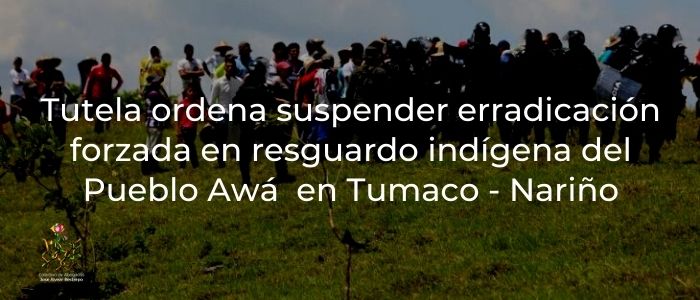 Tutela ordena suspender erradicación forzada en resguardo indígena del Pueblo Awá ubicado en Tumaco – Nariño