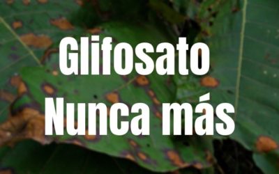 Carta abierta solicitando la suspensión de la audiencia virtual para retomar aspersiones con Glifosato