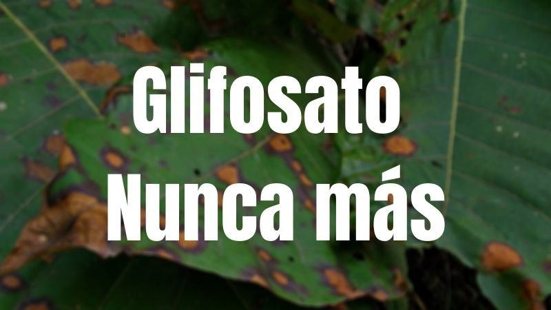 Carta abierta solicitando la suspensión de la audiencia virtual para retomar aspersiones con Glifosato