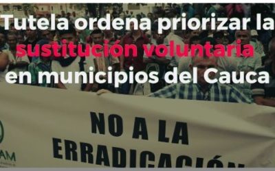 Tutela ordena priorizar la sustitución voluntaria en municipios del Cauca