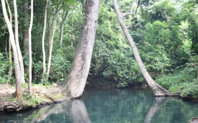 Denunciamos irregularidades en consulta previa de proyecto de carbonífero en zona del manantial de Cañaverales