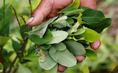 Glifosato: un grave error que no se puede repetir  